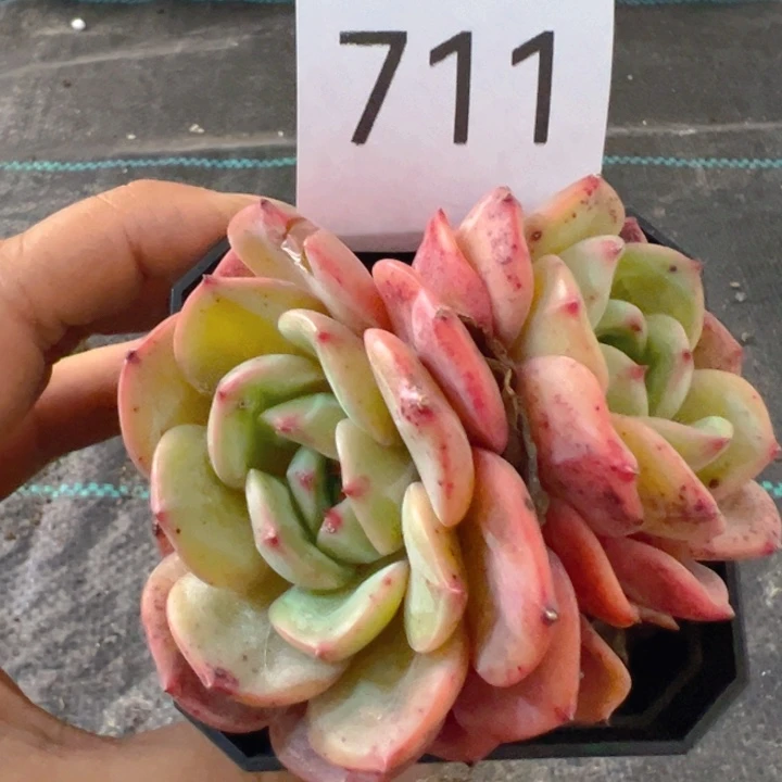 711，香蜜，带盆带土发货