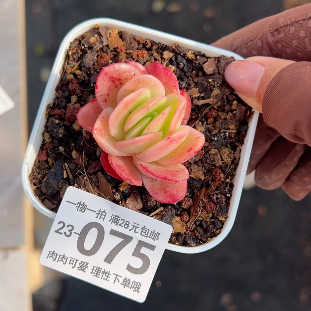 冰玫瑰多肉多肉多肉多肉多肉