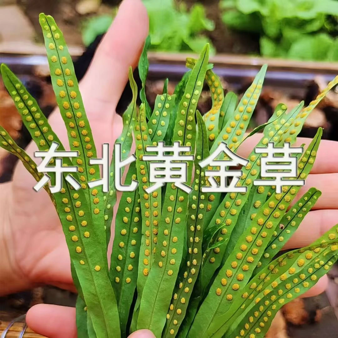 正宗长白山嗷嗷叫化石草草可用于泡水煮水