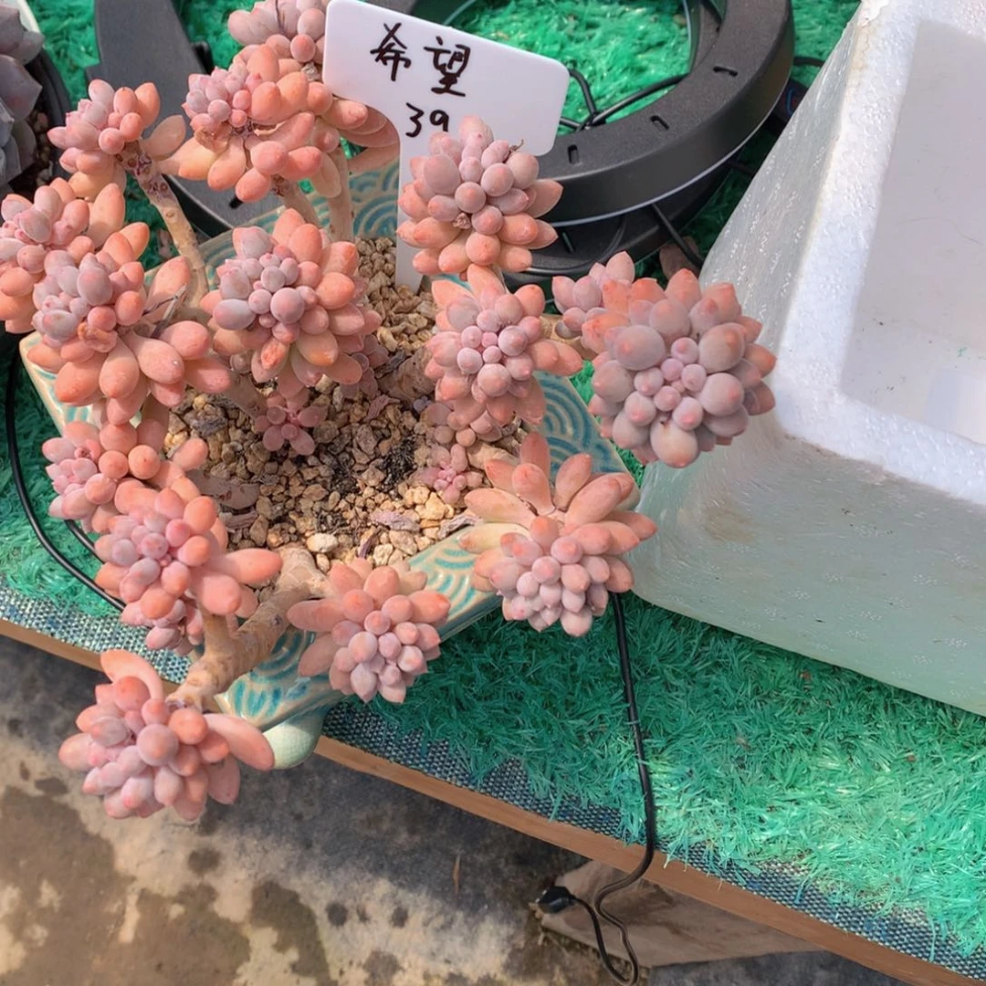 有***望友家多肉一物一拍