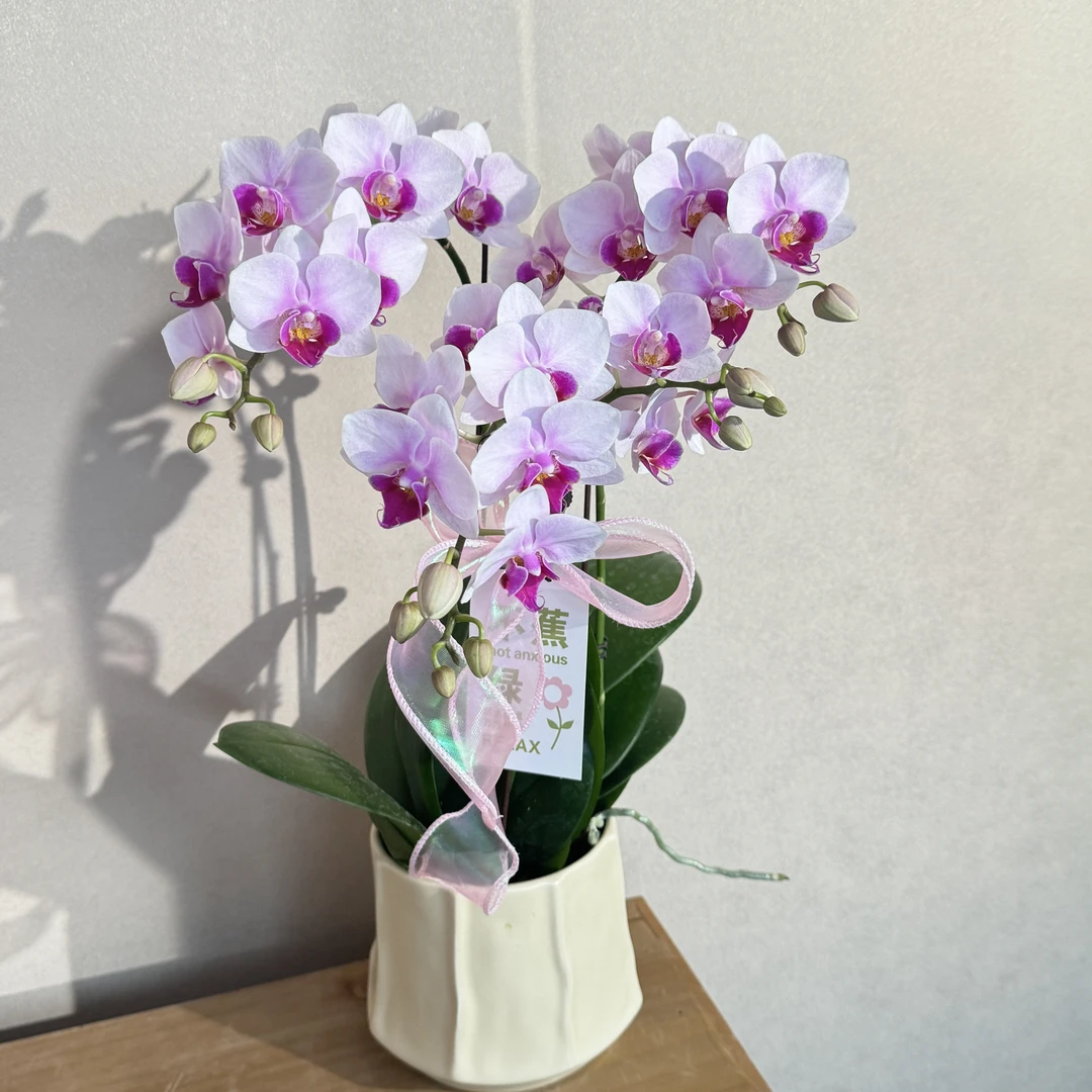 蝴蝶兰《蜜语》优雅粉白调 苗情优质叶片碧绿 基地直发