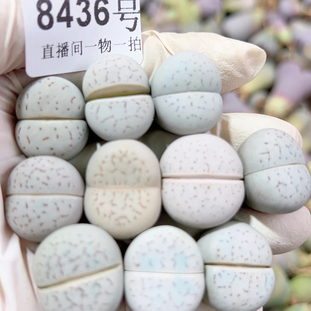 8436 好养易活生石花大母本10个2cm左右