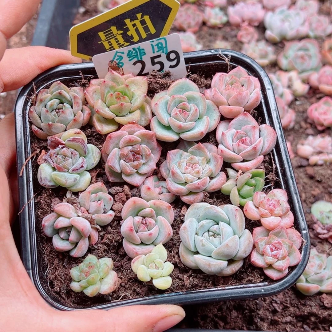 多肉植物多肉植物