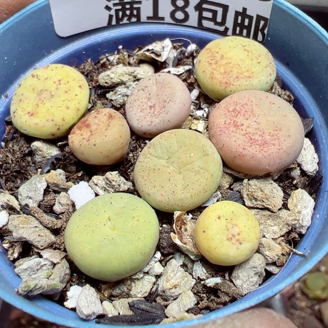 【闪购商品】 1635。