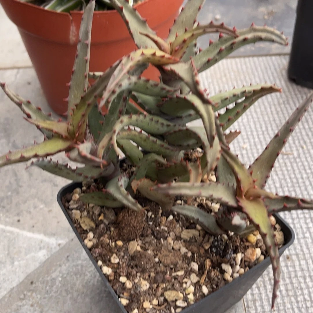 卡萨帝芦荟一物一拍