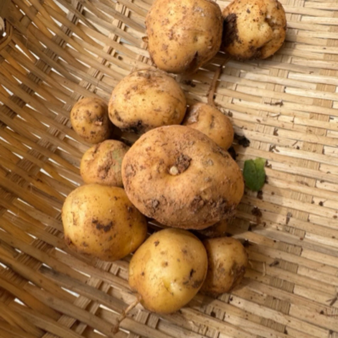 土豆农家蔬菜露天蔬菜时令小土豆