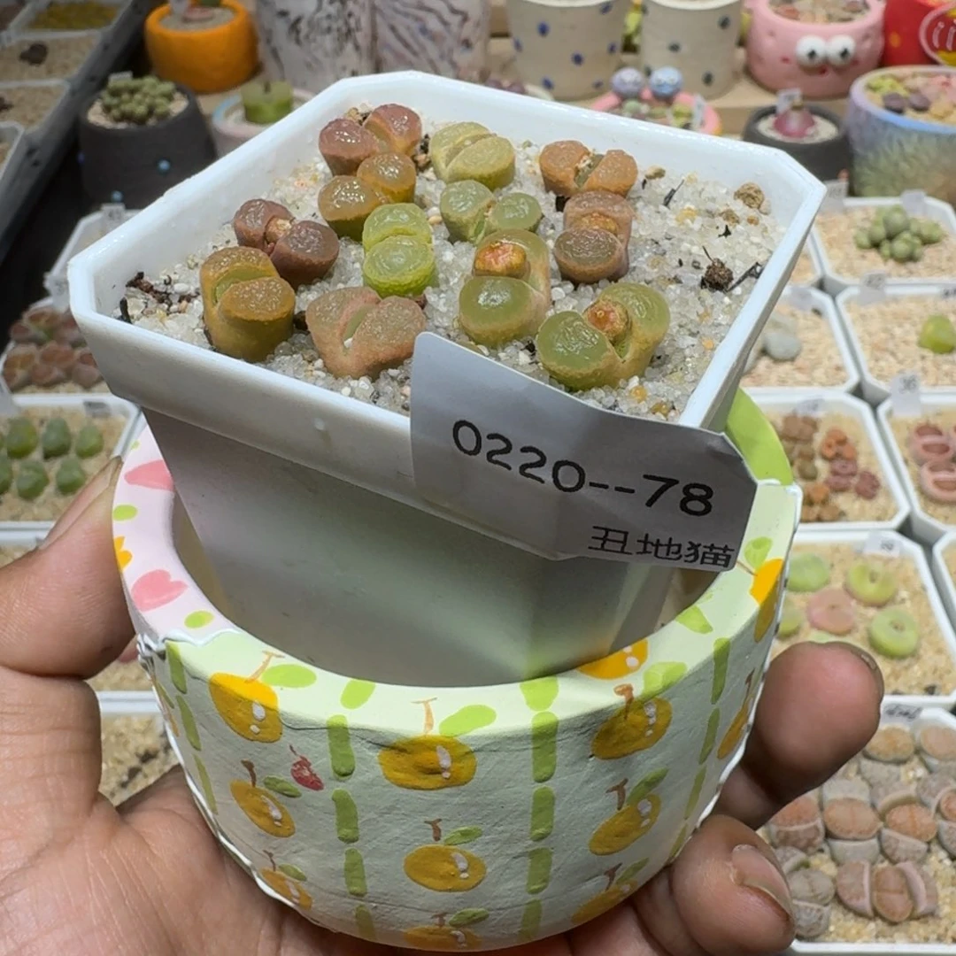 噗*咪0220-078生石花