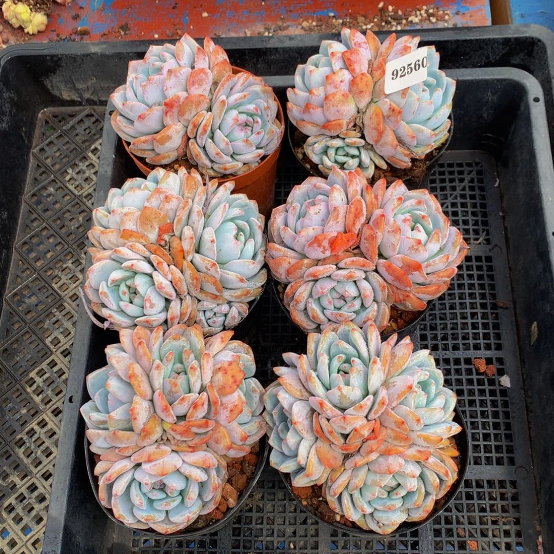 92860六个嗯嗯嗯嗯嗯嗯恩