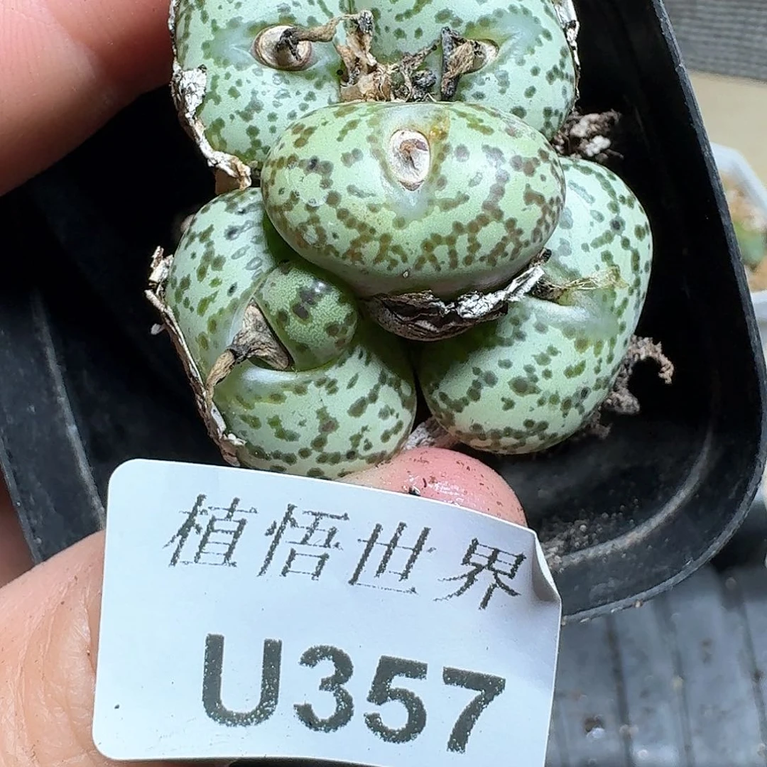 357盒多肉植物哇f