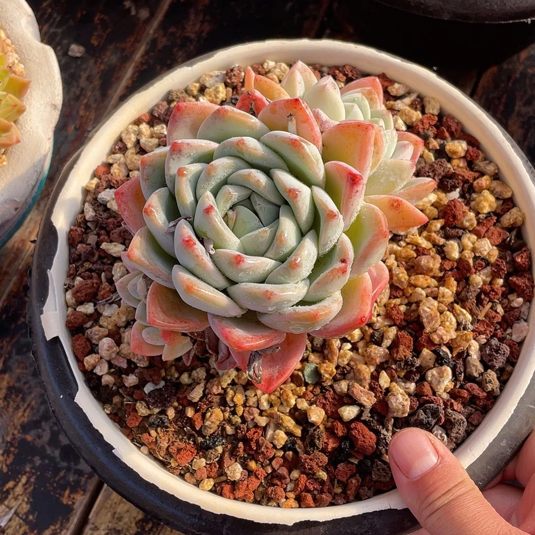 多肉植物一物一拍