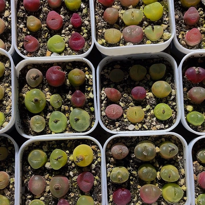 毛汗泥5.8带盆土发