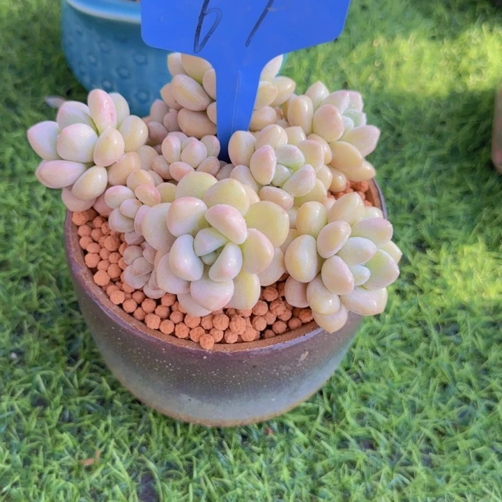 李**。67多肉植物一物一拍