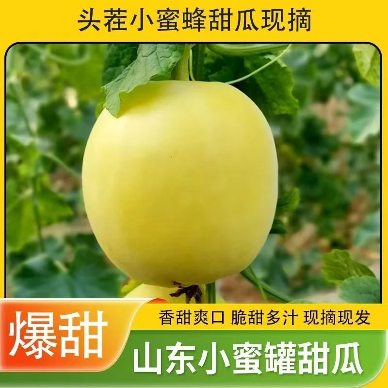 顺丰【买3斤送2斤】小蜜罐小蜜蜂甜瓜香瓜现摘净重4.5斤/带箱5斤