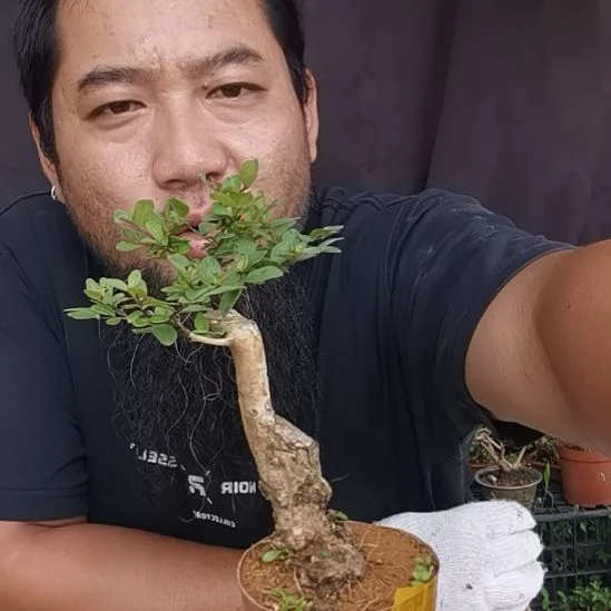 完全开放百日红小叶紫薇