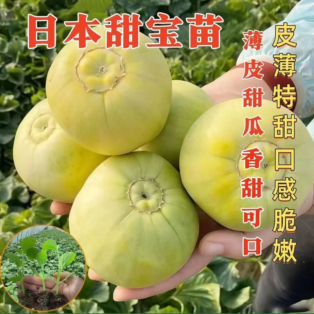 正宗甜宝甜瓜苗密绿宝石秧苗四季阳台种植带土发货香瓜苗小蜜蜂