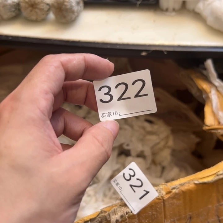 S***n兜星球仙人球322号