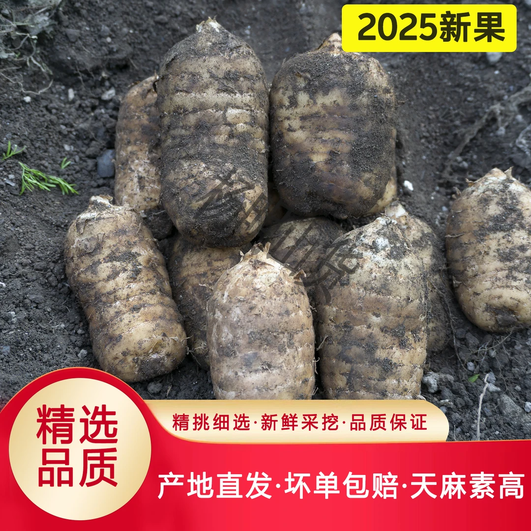 云南昭通小草坝仿野生种植新鲜乌天麻天麻新鲜云南昭通小草坝