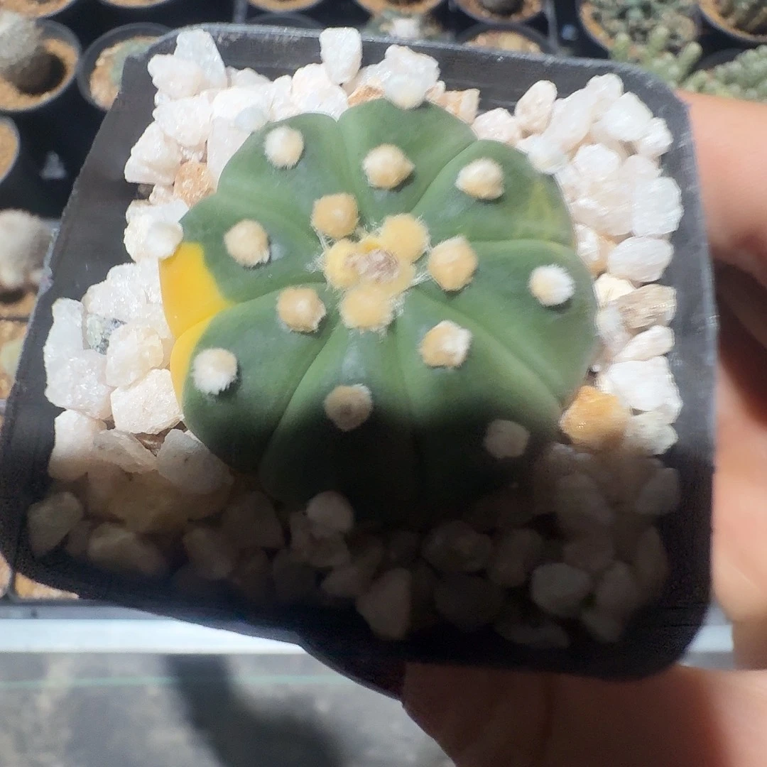 实生龙眼兜锦带盆发货