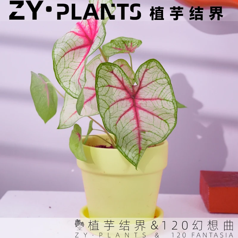 「植芋结界」育苗盆幻想曲彩叶芋彩叶芋INS风进口观叶稀有植物盆栽