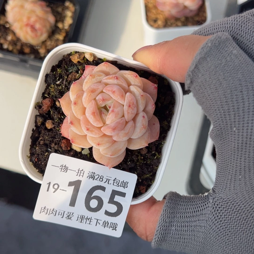 粉冰魄多肉多肉多肉多肉