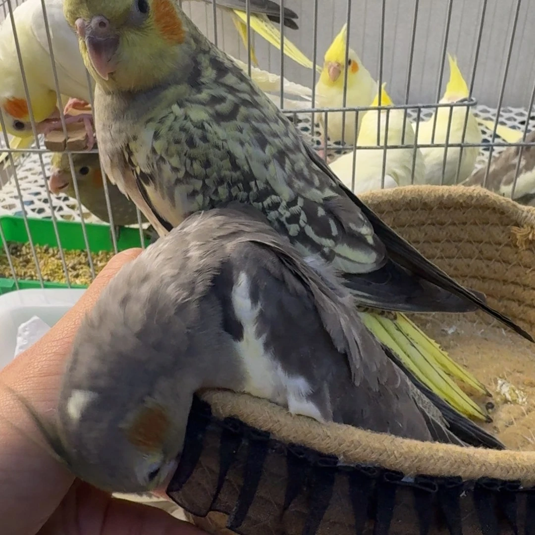 玄凤鹦鹉/鸡尾鹦鹉