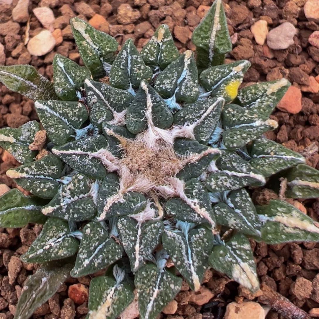 103多肉植物百科植物