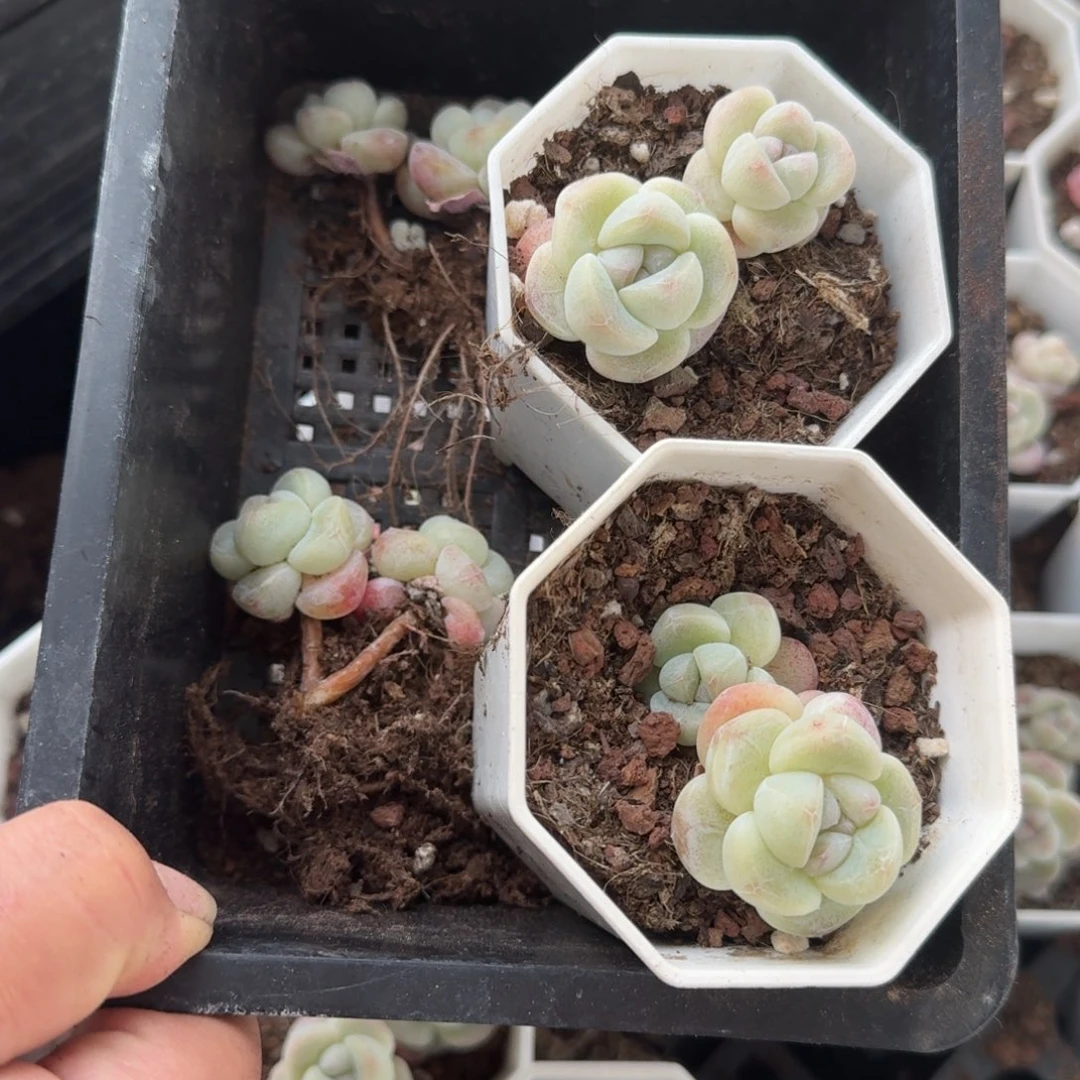 01号到手一框江北多肉