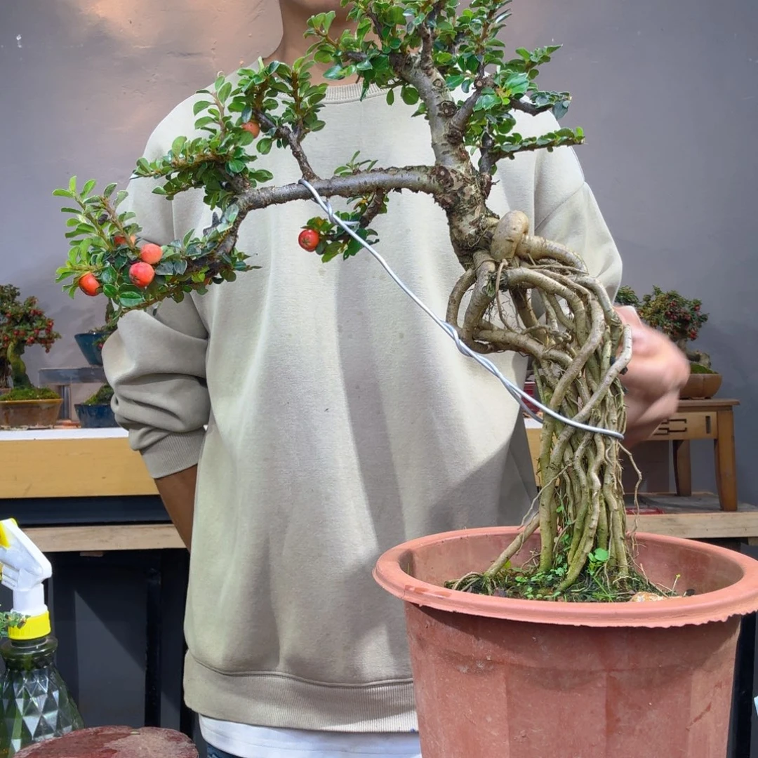 用***涂无花朵盆景荀子西施
