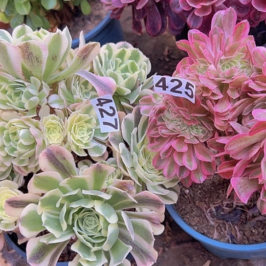 兰***馨多肉植物两个法师