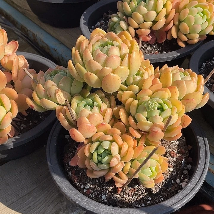 琥珀婵衣 啦啦啦德玛西亚