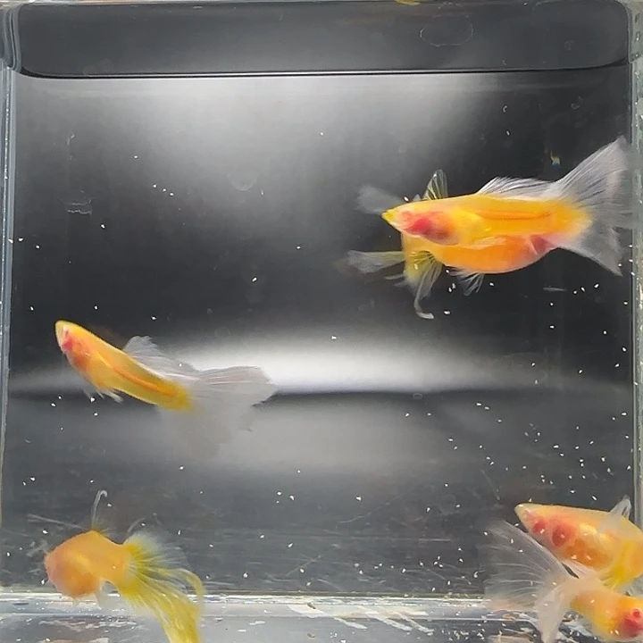 孔雀鱼黄金玻璃燕尾3对
