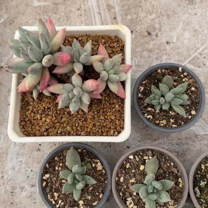 旋转风车 叶插  一物一拍