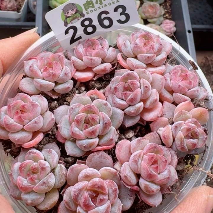 多肉植物多肉植物