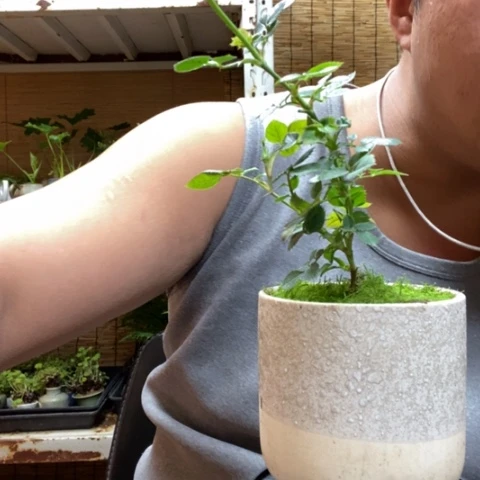 红陶斯**子一物一拍所见即所得133