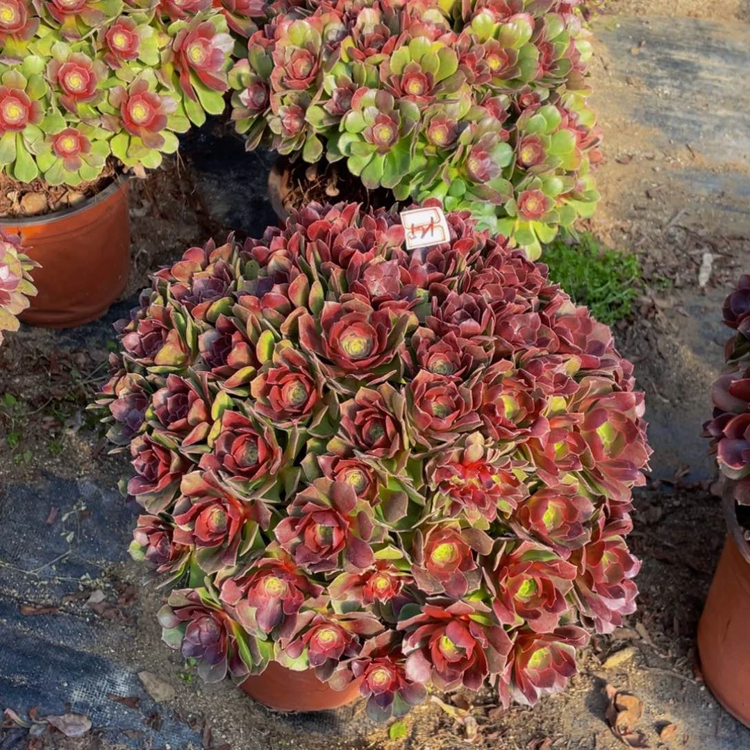 小*椒521鲜花老桩变色龙鲜花