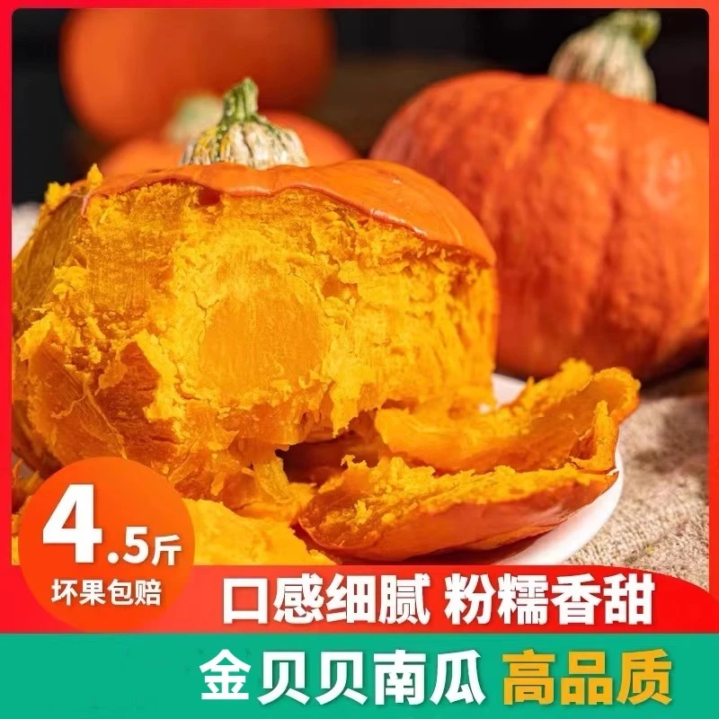 红南瓜贝贝南瓜金粉南瓜红贝贝南瓜现摘老熟面甜金贝贝婴儿辅食瓜