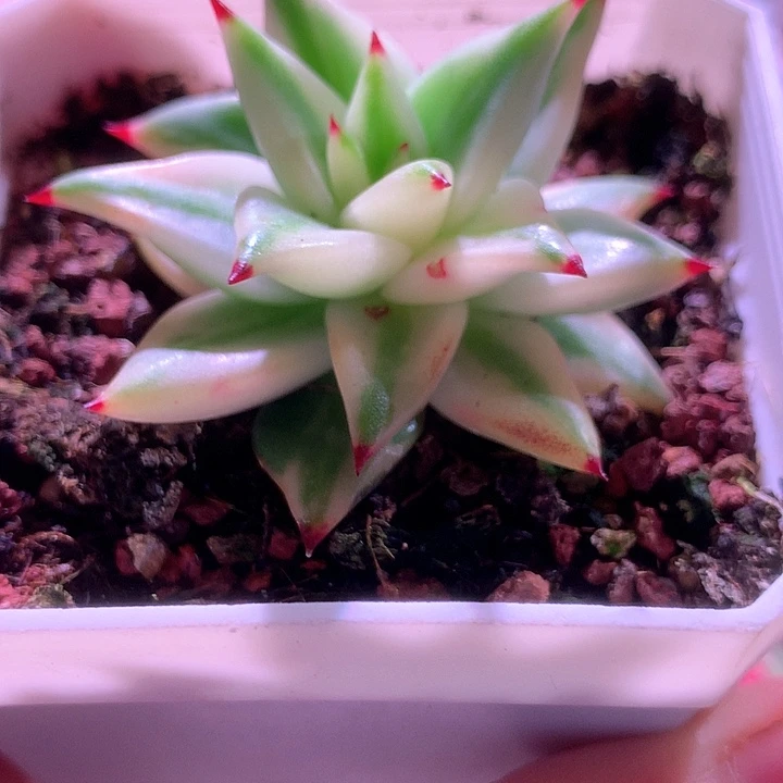 野生玛利亚白覆轮锦有根