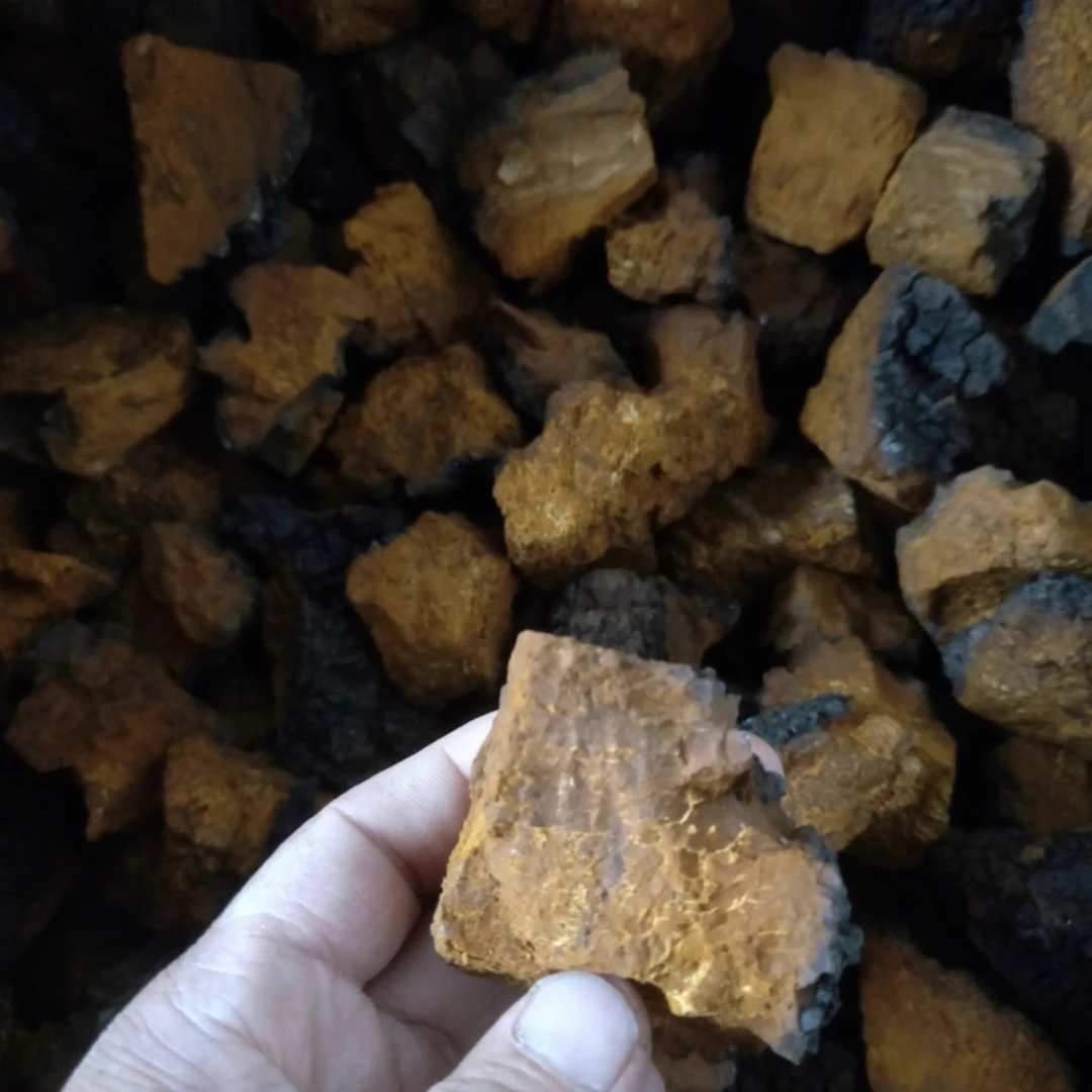东北深山（桦树茸）桦褐孔菌500g