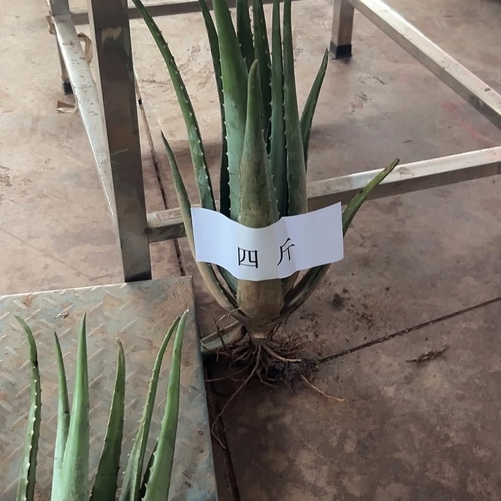 无花朵4斤重一颗库拉索芦荟
