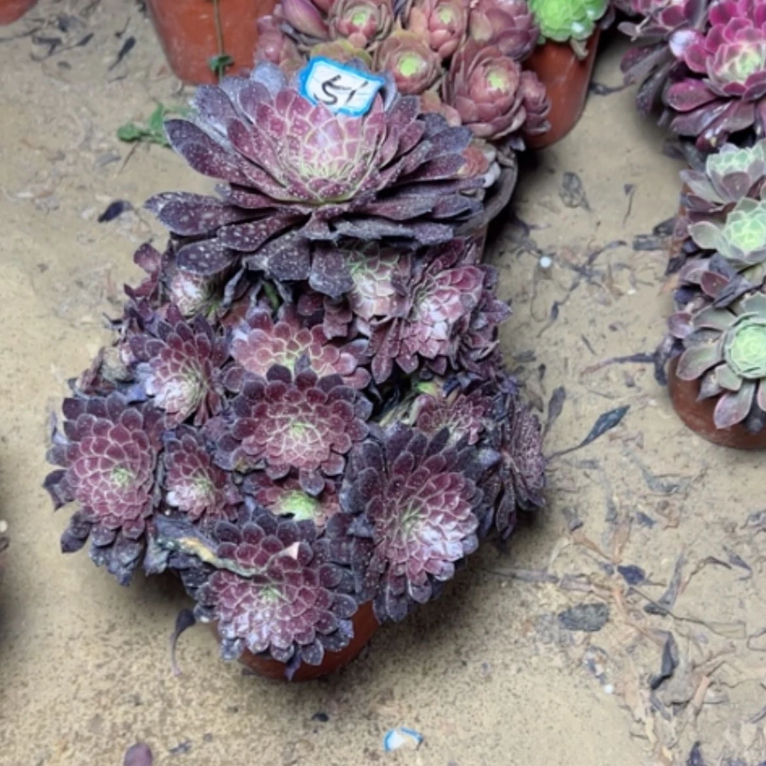 【闪购商品】多肉植物黑铜壶51