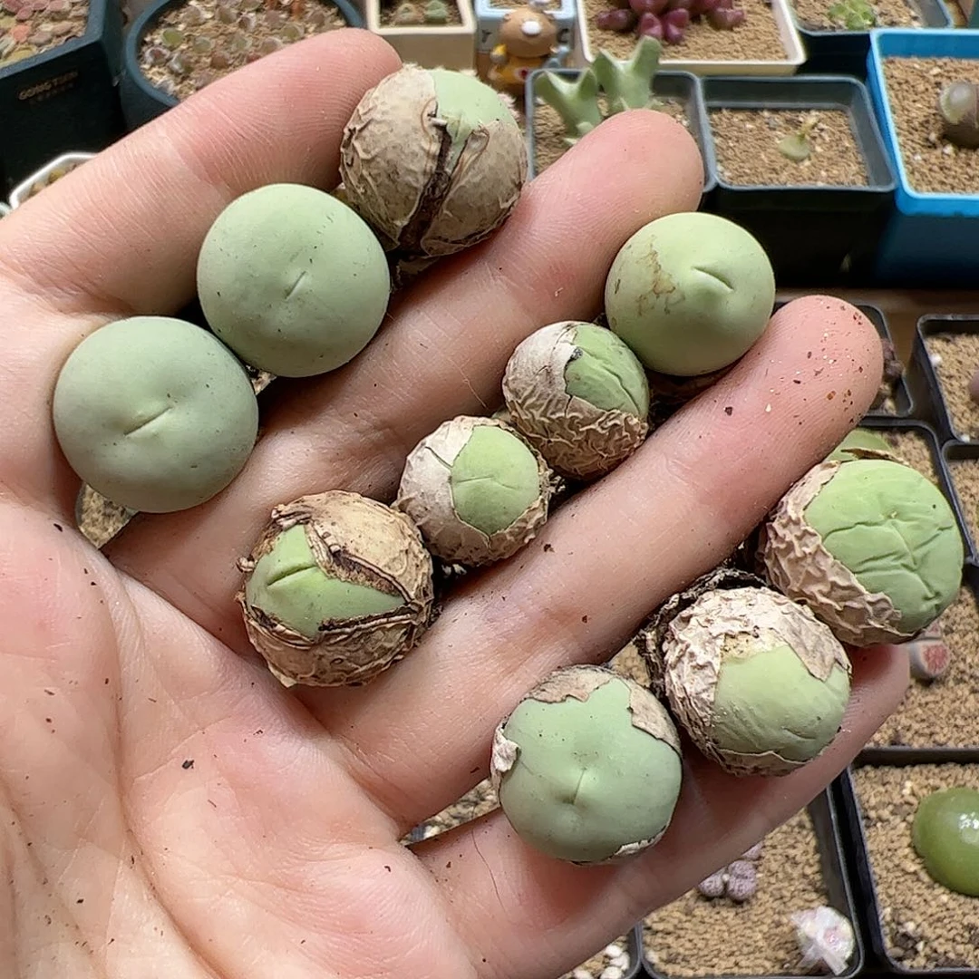 【闪购商品】29 开播福利