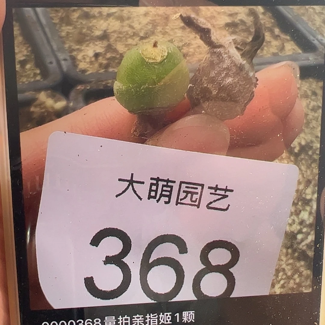 0000368量拍亲指姬1颗