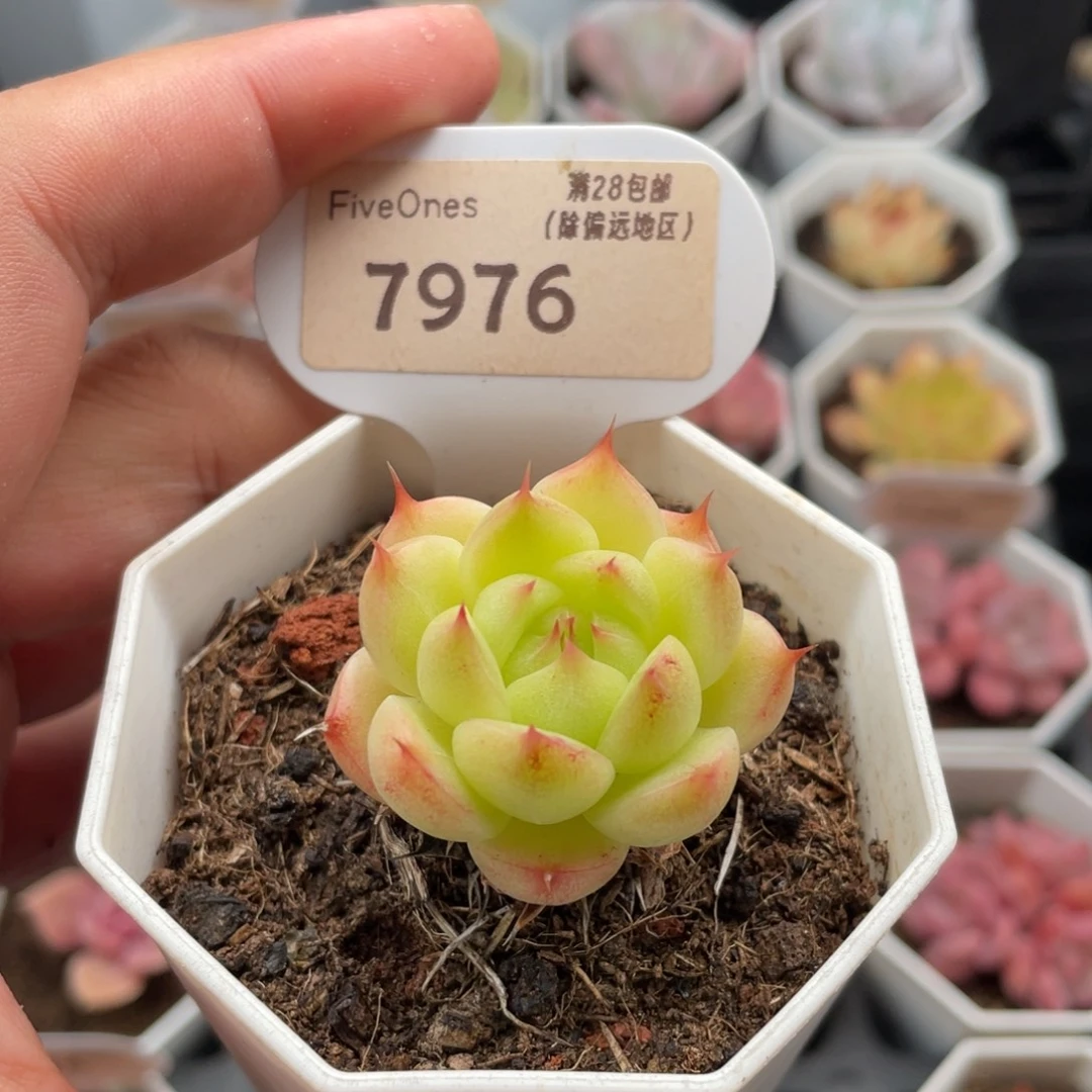 麦秆7976-3.5厘米