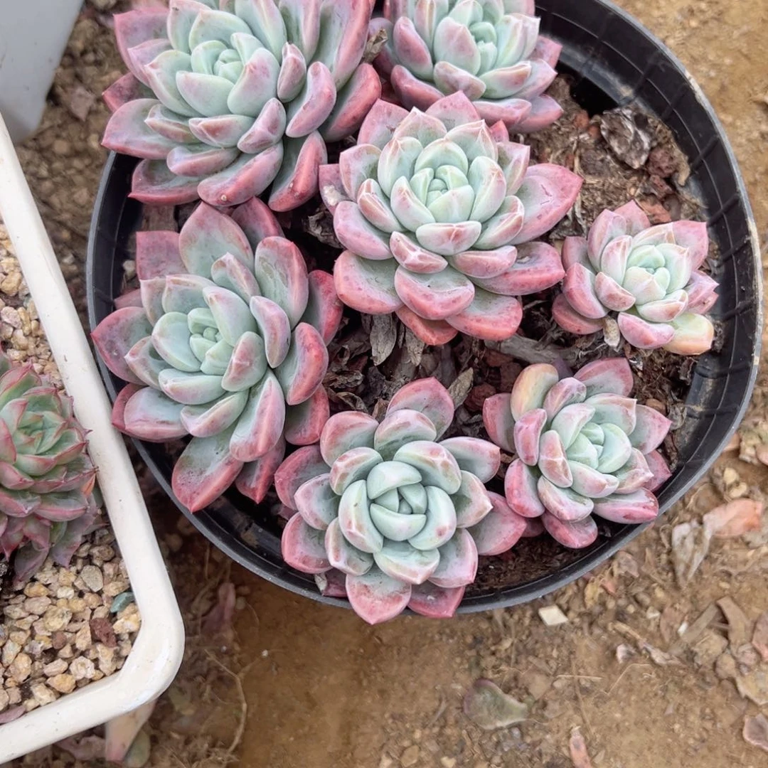 精品多肉植物老桩