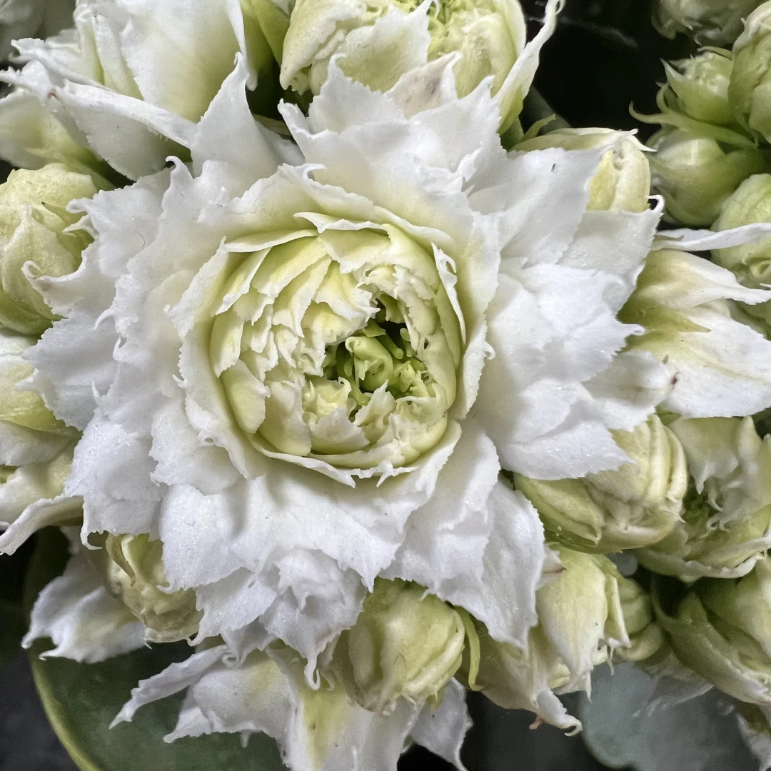 长寿花园～【伊丽莎白】120大盆