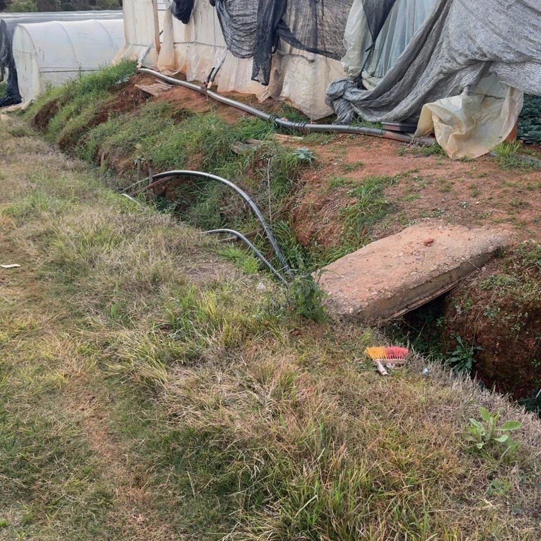 五颗带纹路珍妮量拍