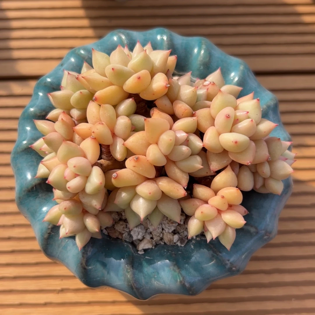 黄金象牙自然群zzzzzzz