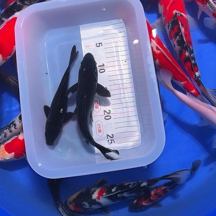 海水鱼锦鲤的繁殖方式