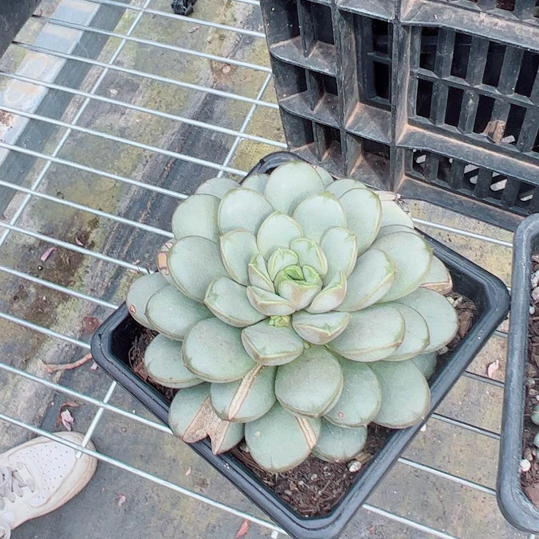 葡萄大单头多肉植物