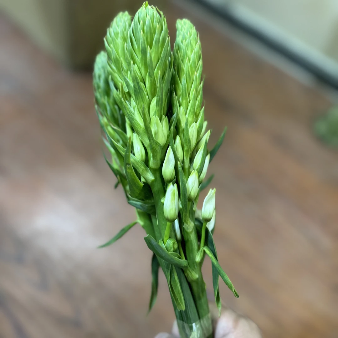 西藏绿源鲜花：圣心百合5支装
